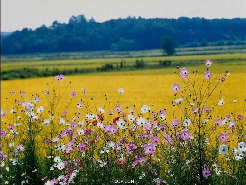 Desktop 1361