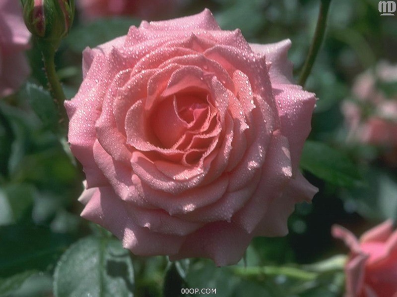 Desktop 1505