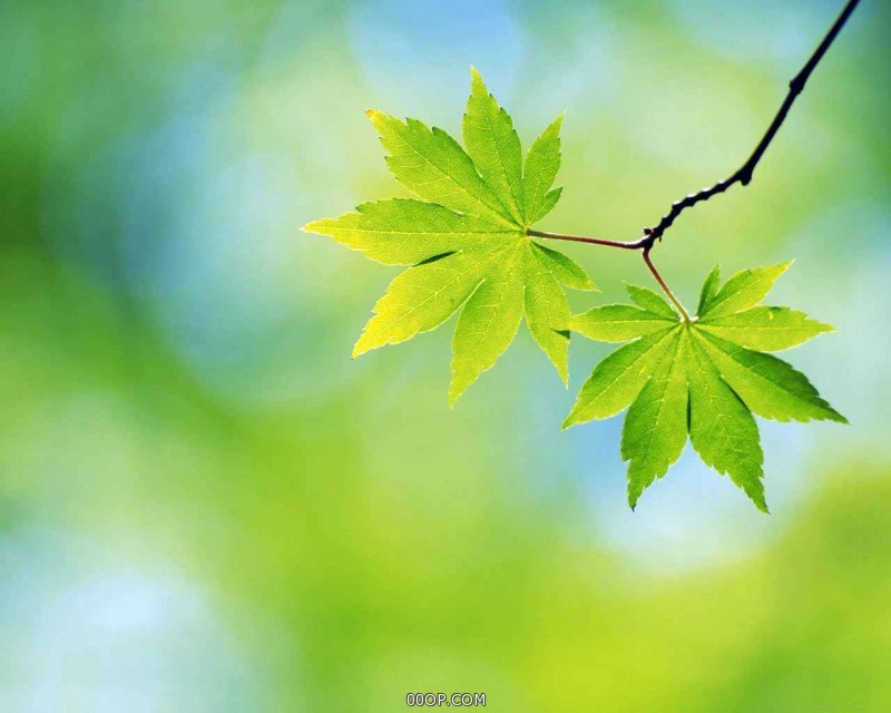 Desktop 1564
