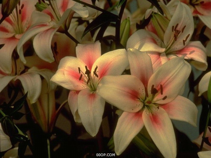 Desktop 271